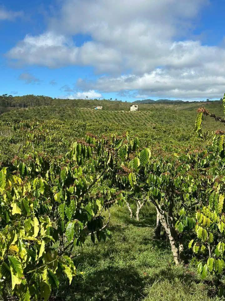 Bán đất trồng cafe tại Lộc Phú, Bảo Lâm, Lâm Đồng, giá 8 tỷ