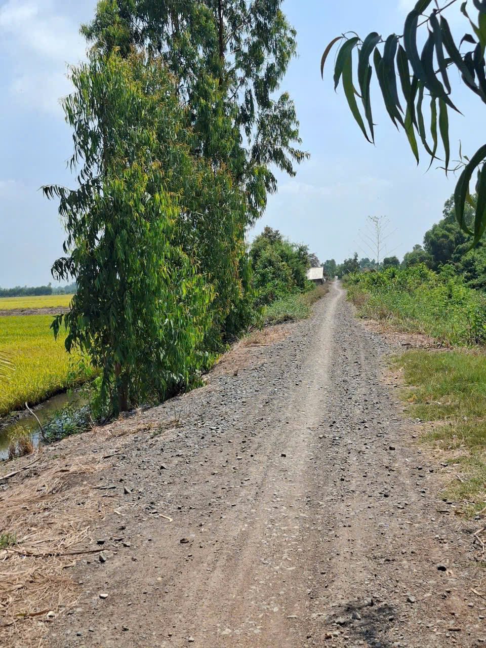 Bán 14 công đất lúa mặt tiền đường đá xanh, Tân Thạnh, Tây Ninh