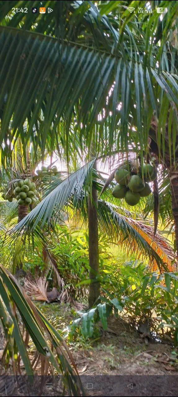 Bán gấp đất vườn dừa 2059m2 tại Bến Tre