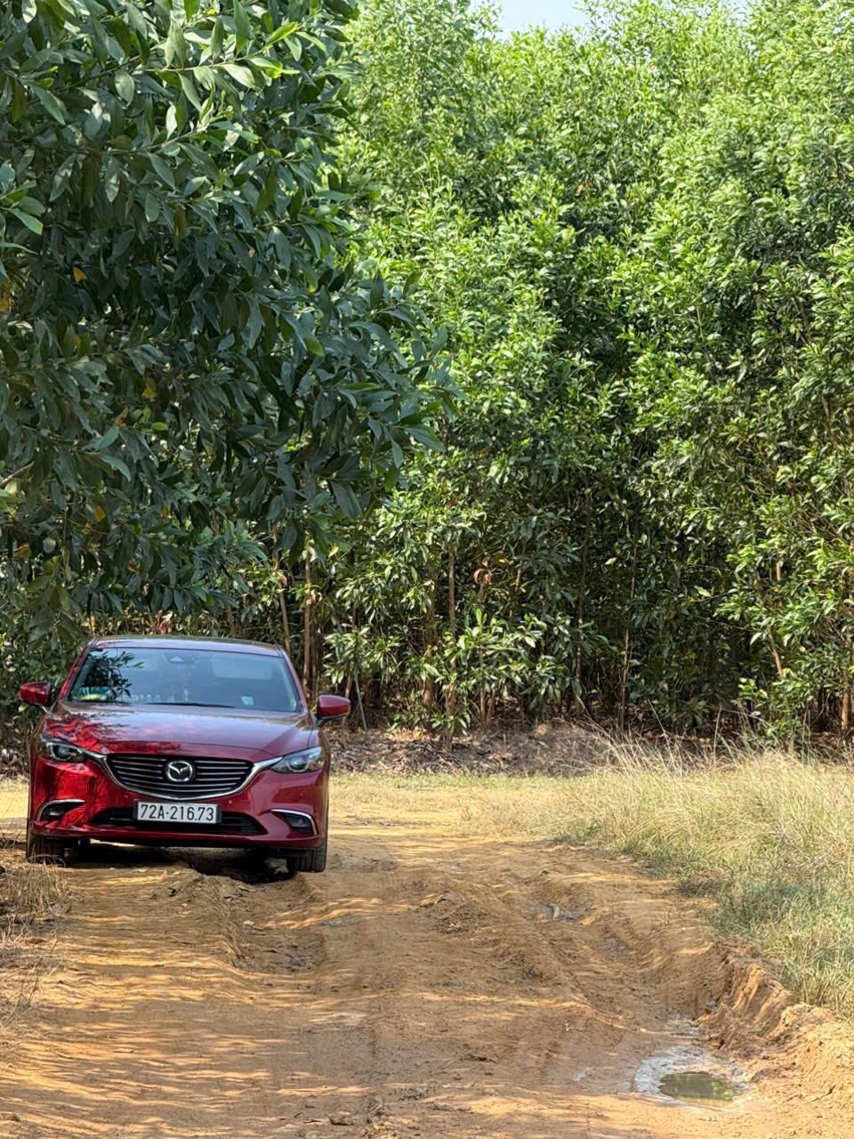 Bán gấp 1 sào đất cây lâu năm tại Hoà Hội, Xuyên Mộc, giá chỉ 550 triệu