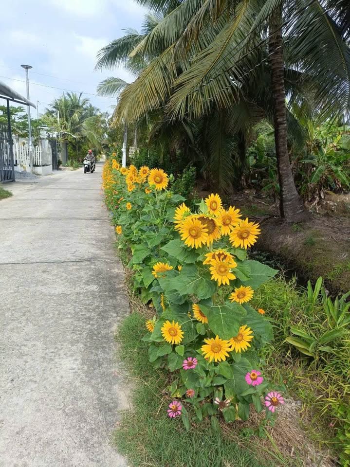 Bán nhà tân cổ điển, tặng full nội thất xịn sò, hẻm xe tải 6 tấn tại Hữu Định, Bến Tre, giá 1,65 tỷ