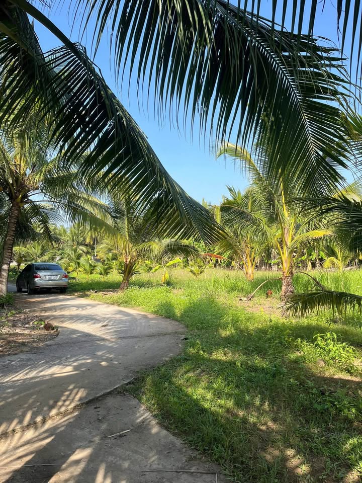 Bán đất huyện Giồng Trôm, tỉnh Bến Tre, giá 490 triệu