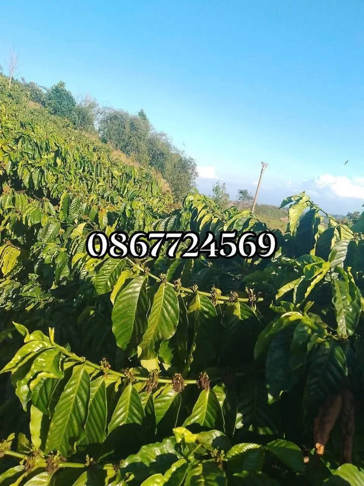 Bán gấp lô đất trồng cafe 1.7ha tại phường Bắc Gia Nghĩa, Lâm Đồng, giá chỉ 2.7 tỷ