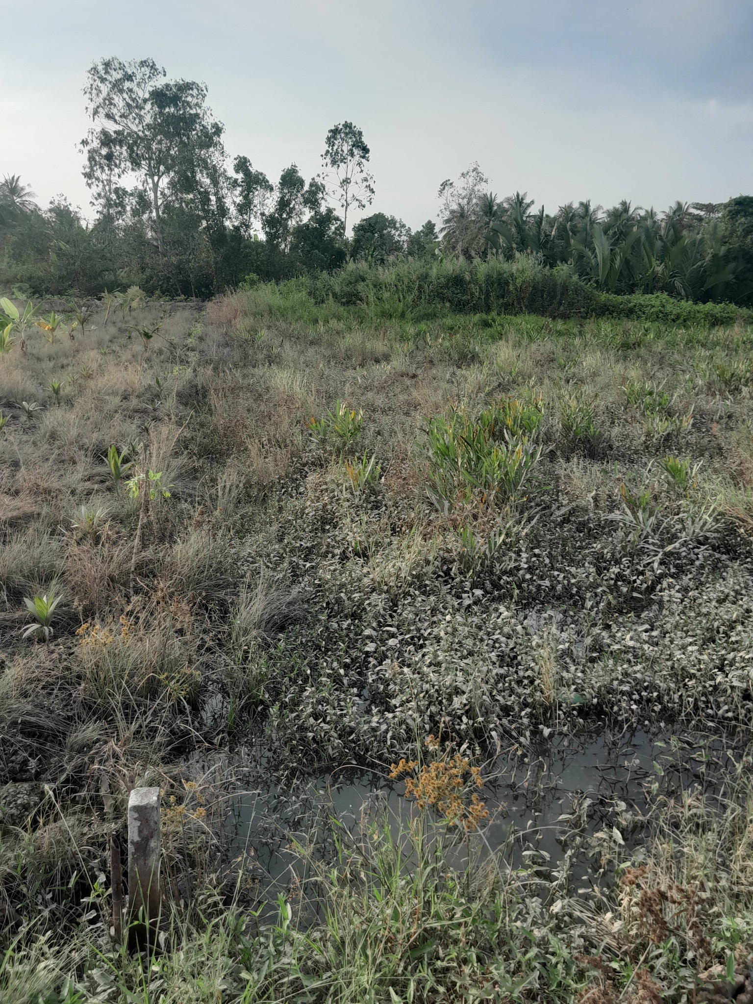 Bán nền tại Phường 4, Sóc Trăng cũ, giá 166 triệu/nền