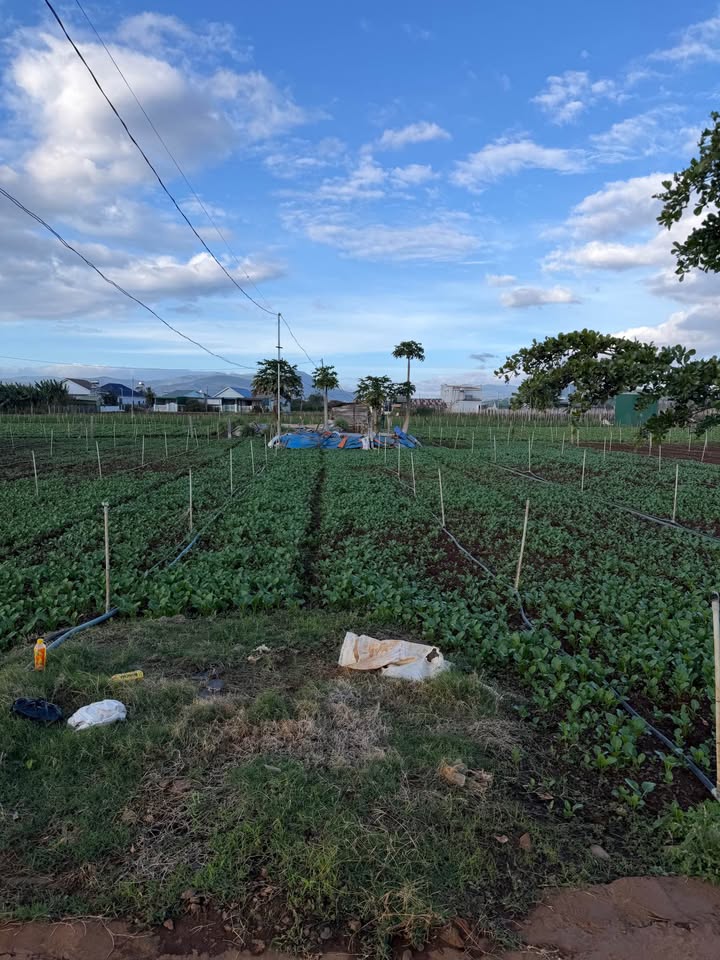 Bán đất tại thị trấn Liên Nghĩa, Đức Trọng cũ, Lâm Đồng, giá 1.25 tỷ