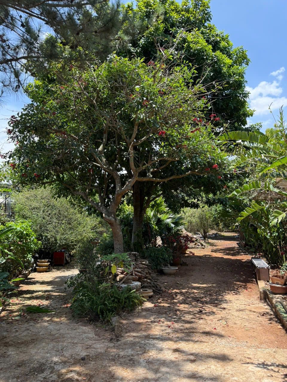 Đất vườn nghỉ dưỡng trung tâm Đức Trọng 1,700m2, cây ăn quả lâu năm, sổ đỏ trao tay