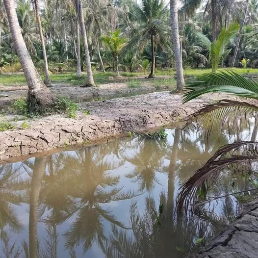 Cần bán đất vườn dừa tại Phong Mỹ, Giồng Trôm, Bến Tre cũ, giá 420 triệu