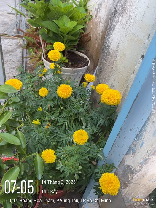 Bán nhà riêng thành phố Vũng Tàu, tỉnh Bà Rịa, Vũng Tàu giá 2,95 tỷ