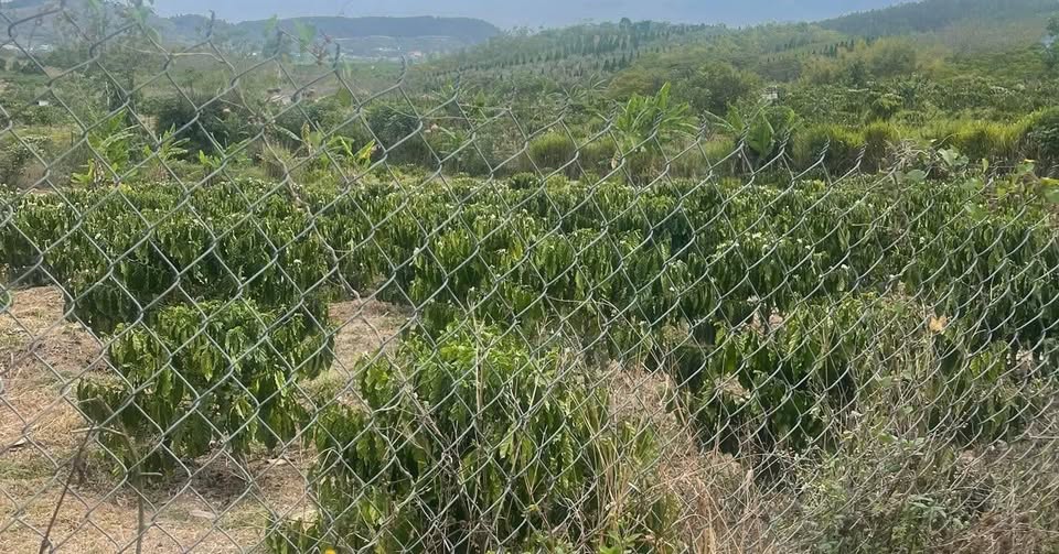 Bán đất Lâm Hà, Lâm Đồng, diện tích 1.2ha triền nhẹ, sẵn điện nước, giá chỉ 3.6 tỷ