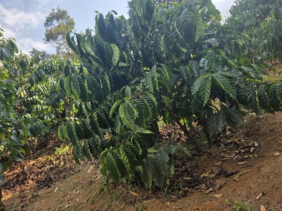 Bán mảnh đất trồng cà phê, diện tích 8.238m2 tại Lộc Nga, phường B'lao, Bảo Lộc
