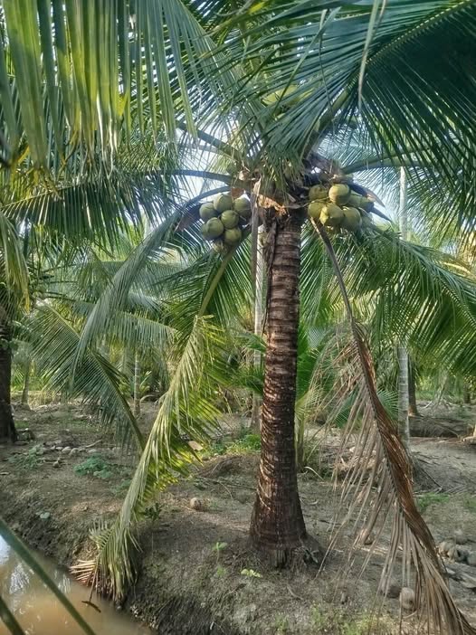 Bán đất vườn dừa xiêm Lương Hòa, Giồng Trôm, đường xe hoa lâm, giá 500 triệu/công