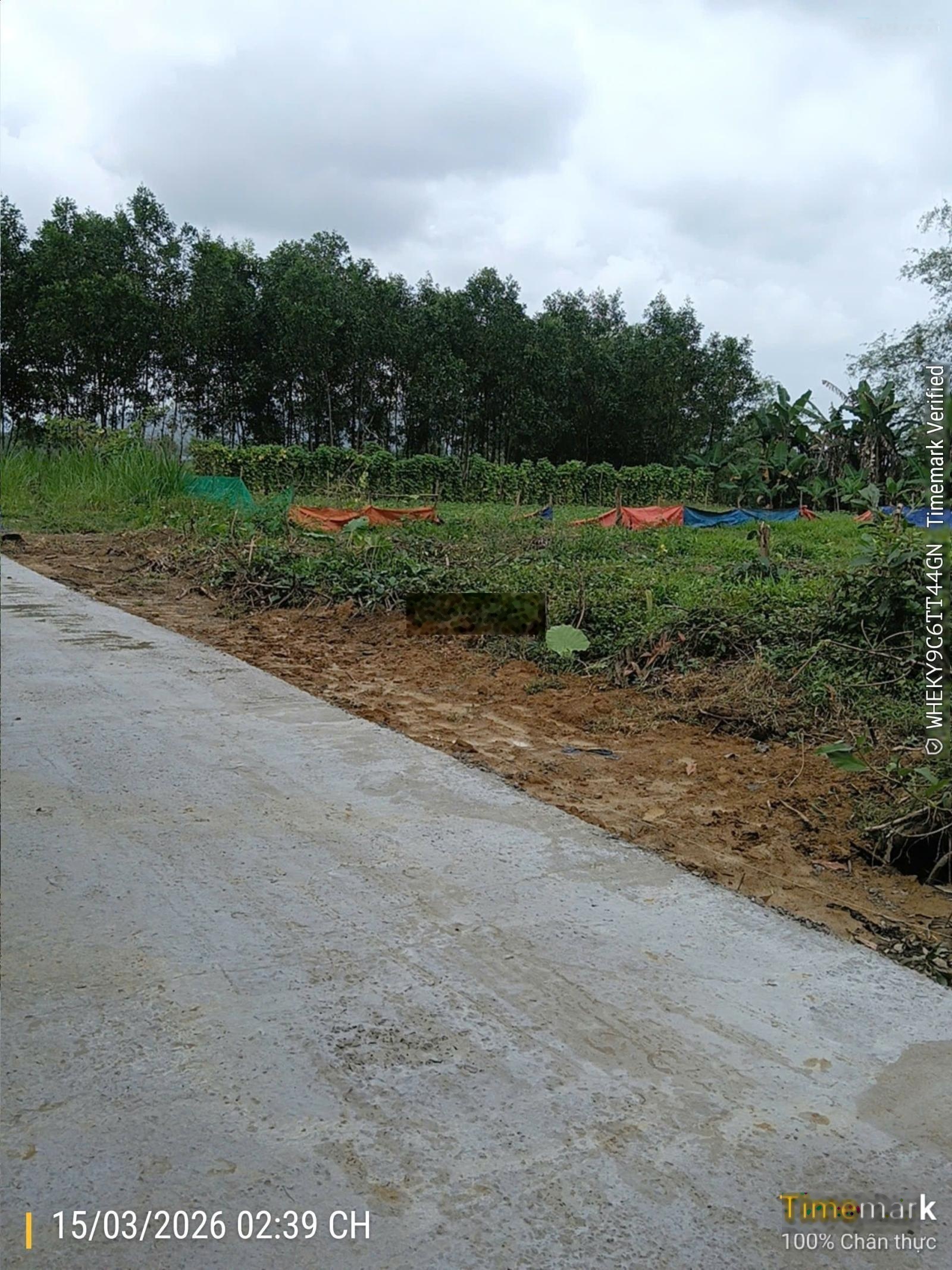 Đất trồng cây hằng năm 800m2, 3 mặt kiệt rất đẹp, ngang 19m nở hậu xã Hòa Nhơn