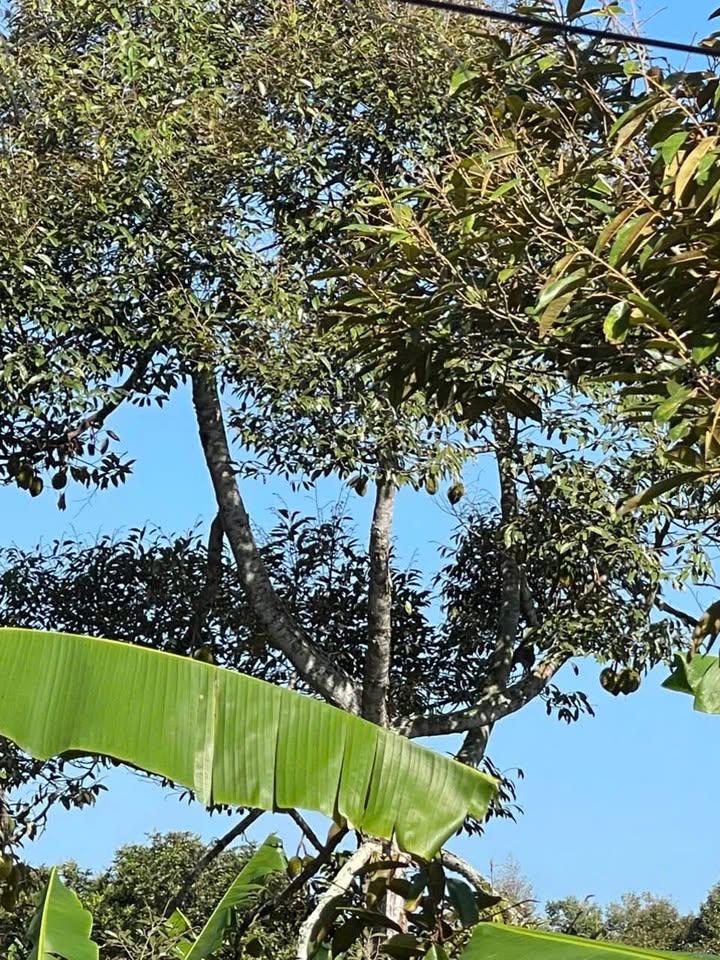 Bán đất vườn trái cây Long Phước, Bà Rịa cũ, giá 1.65 tỷ