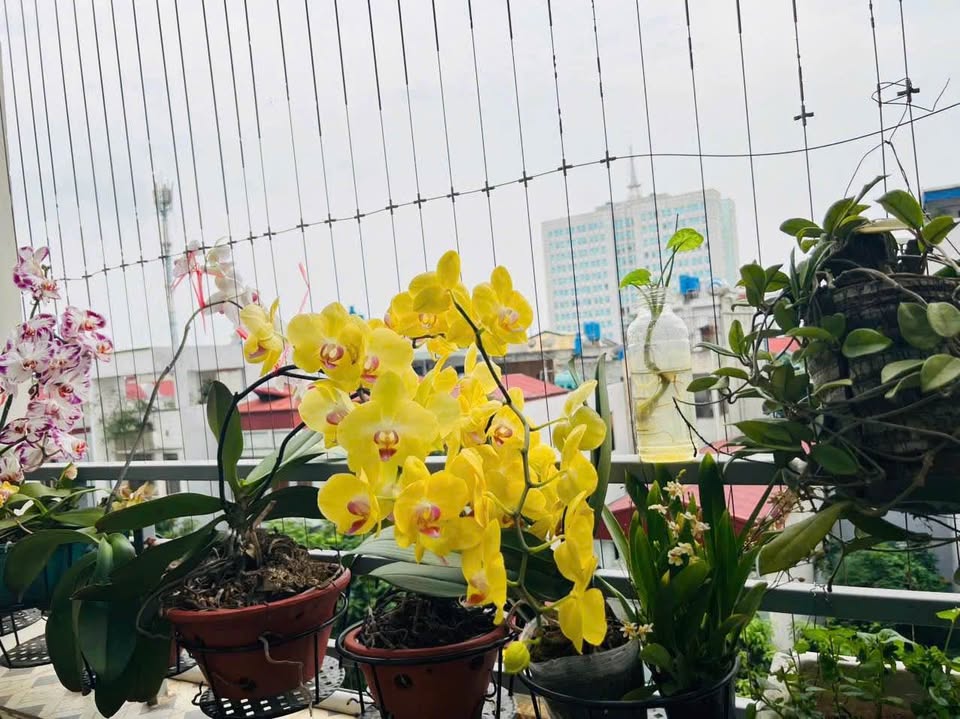 Bán căn chung cư PH toà M3.2, phường Phố Hiến, Hưng Yên