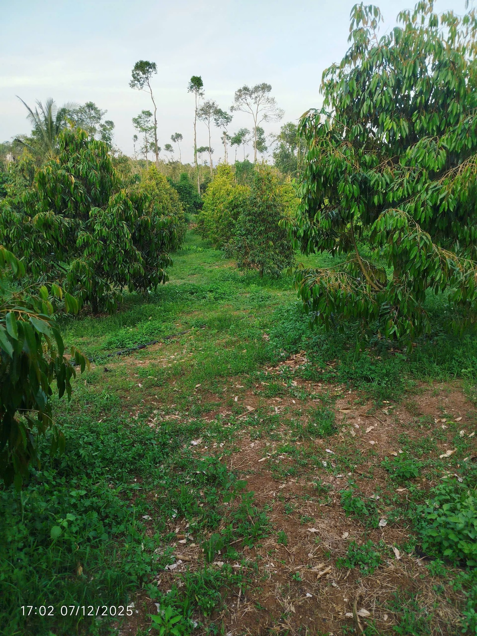 Bán nhà riêng huyện Cẩm Mỹ, tỉnh Đồng Nai, giá 2,4 tỷ