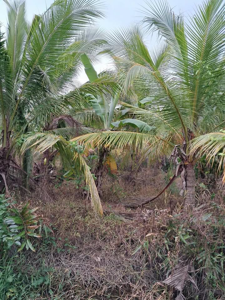 Bán đất huyện Mỏ Cày Bắc, tỉnh Bến Tre, giá 450 triệu