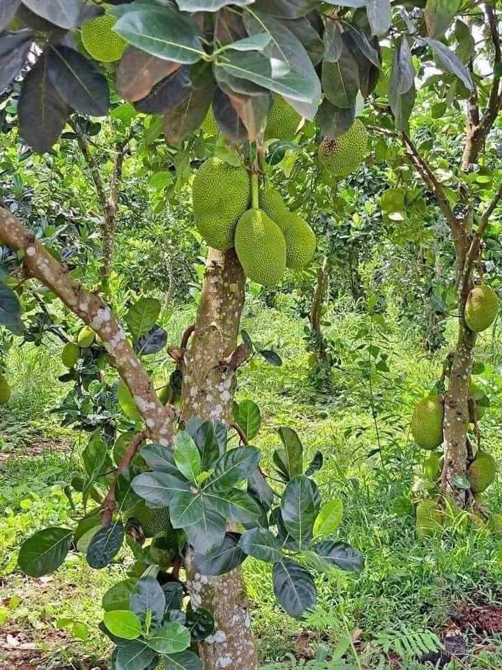 Bán đất thành phố Biên Hòa, tỉnh Đồng Nai, giá 410 triệu