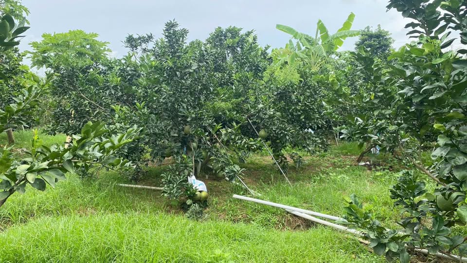 Bán căn nhà vườn mặt tiền đường nhựa phường Tân Triều, gần chợ Tân Bình, khu dân cư đông đúc.