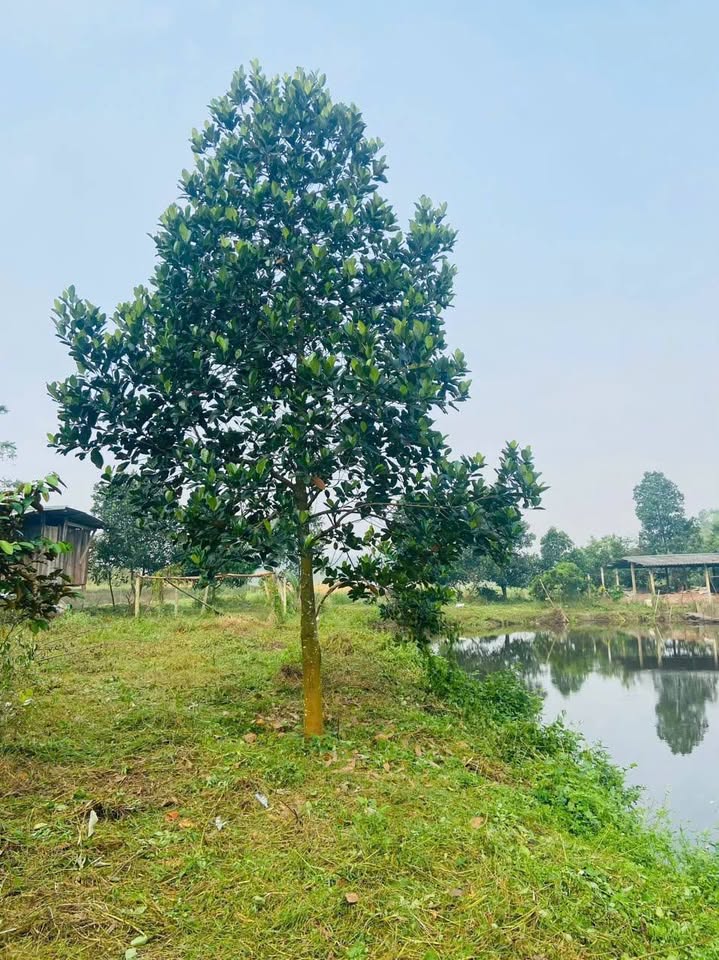 Bán nhà riêng thị xã Sơn Tây thành phố Hà Nội