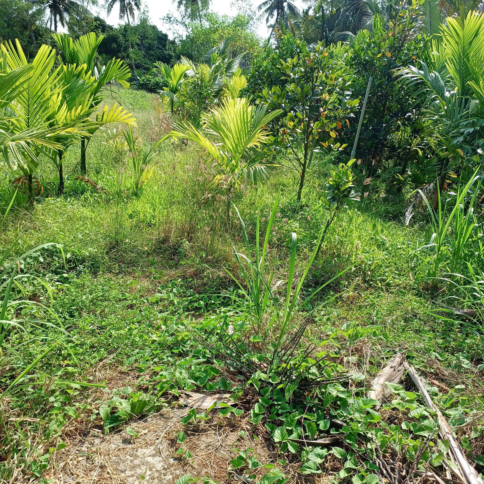 Bán đất Phú Mỹ, Mỏ Cày Bắc, Bến Tre cũ, nay là phường Phước Mỹ Trung, Vĩnh Long, giá 350 triệu