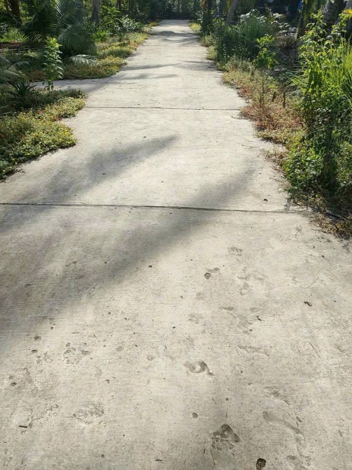 Bán đất vườn tại Lương Quới, Giồng Trôm, Bến Tre