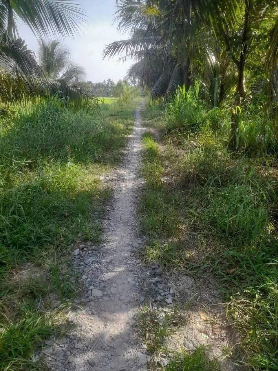 Bán đất vườn dừa tại Giồng Trôm, Bến Tre, đướng đá xe hoa lâm, giá hấp dẫn
