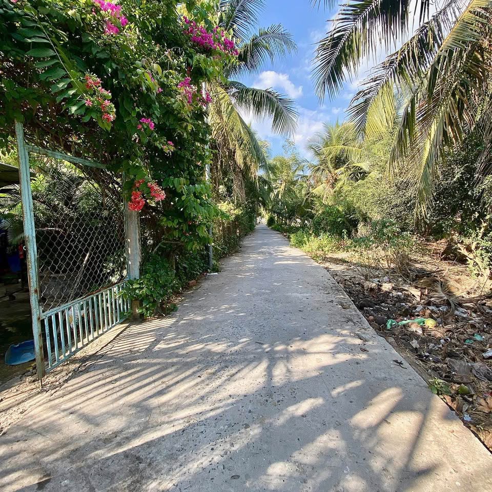 Vườn dừa xanh mát, đất rộng Phú Khương, Bến Tre