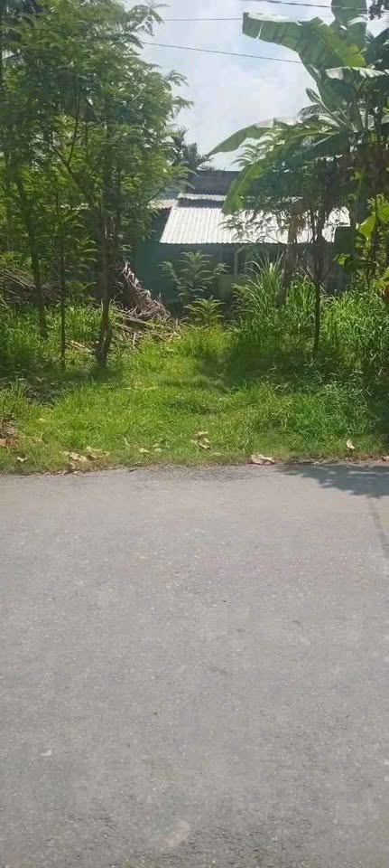 Bán đất vườn mặt tiền Lộ Thủ Ngữ, Lương Hòa, Giồng Trôm, Bến Tre cũ