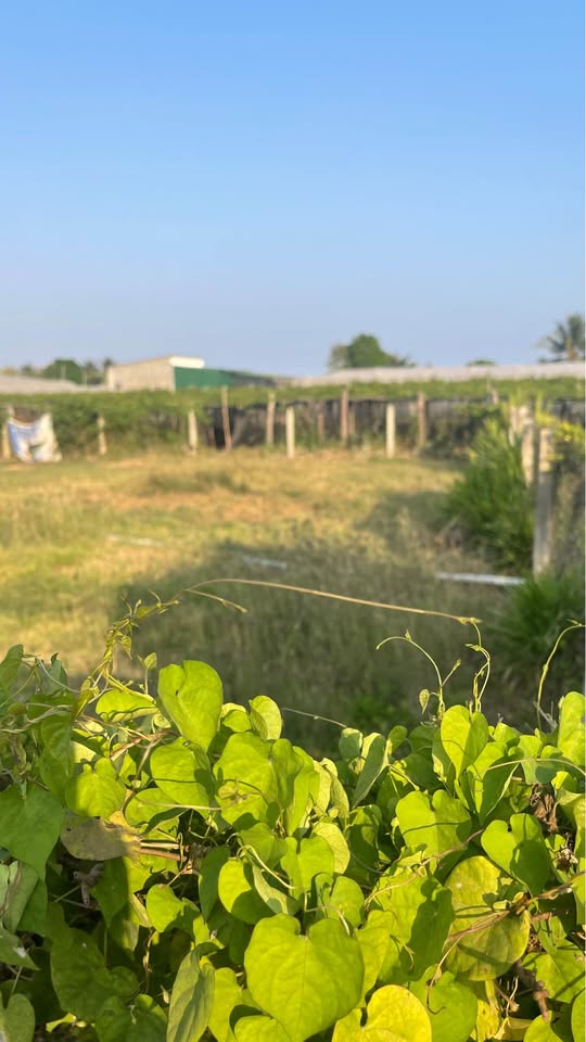 Bán lô đất vườn khu phố 4 Văn Hải, Ninh Thuận cũ, giá 830 triệu