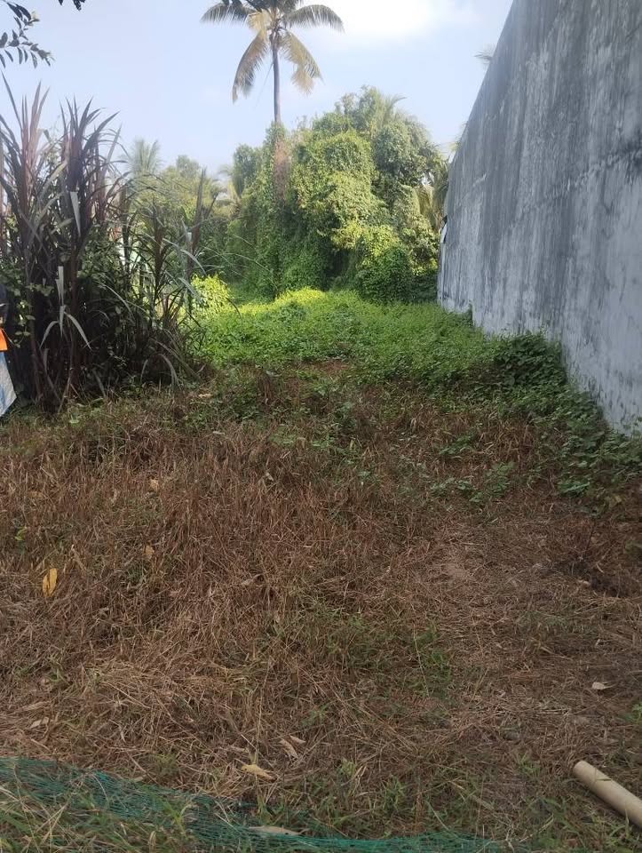 Bán đất huyện Mỏ Cày Bắc, tỉnh Bến Tre, giá 800 triệu