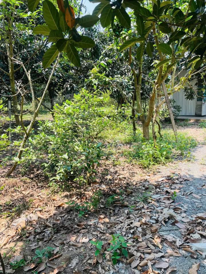 Bán nhà riêng quận Liên Chiểu, thành phố Đà Nẵng, giá 1,05 tỷ