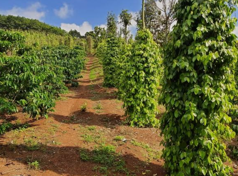 Chính chủ cần bán gấp 5 sào đất đỏ bazan tại phường Thành Nhất, tỉnh Đắk Lắk, giá 1,85 tỷ