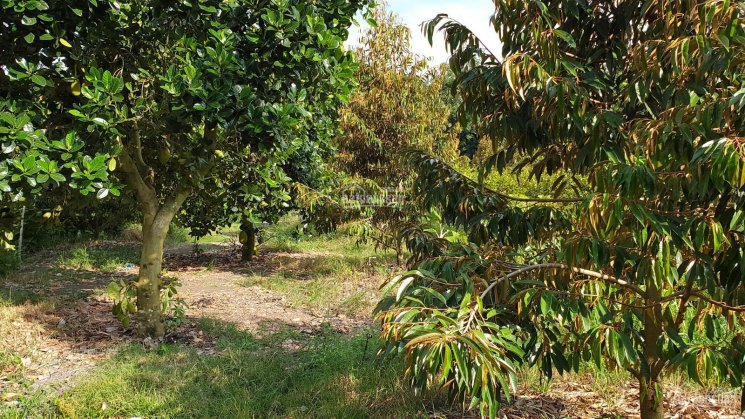 Bán 1ha đất sầu riêng đang thu hoạch tại Hàng Gòn, Đồng Nai