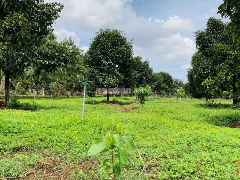 Bán đất vườn tại Gia Bình, Bắc Ninh, gần đường 285